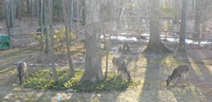 white-tailed deer, certified wildlife habitat, gardening month