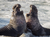 Two bull northern elephant seals