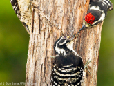 Nuttall's woodpeckers