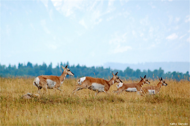 Pronghorn running. Photo by Kathy Gervais. National Wildlife Photo Contest donated entry.