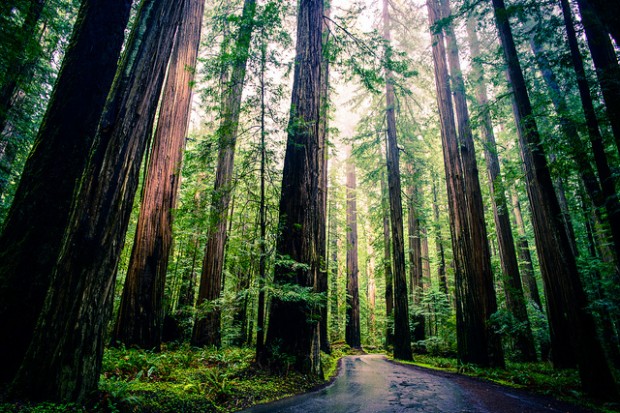 Redwood grove in California’s Humboldt Redwoods State Park. Flickr photo by Michael Balint.