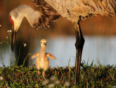 Sandhill crane and chick (also called a "colt"). Photo by Lauri Griffin. National Wildlife Photo Contest donated entry.