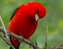 Scarlet tanager