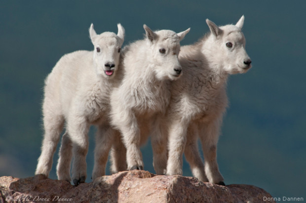 Three mountain goat kids. Photo by Donna Dannen. National Wildlife Photo Contest donated entry.