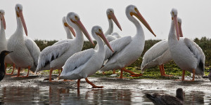 The American White Pelican is one of the species impacted by the spill. Flickr photo by Mike Baird.