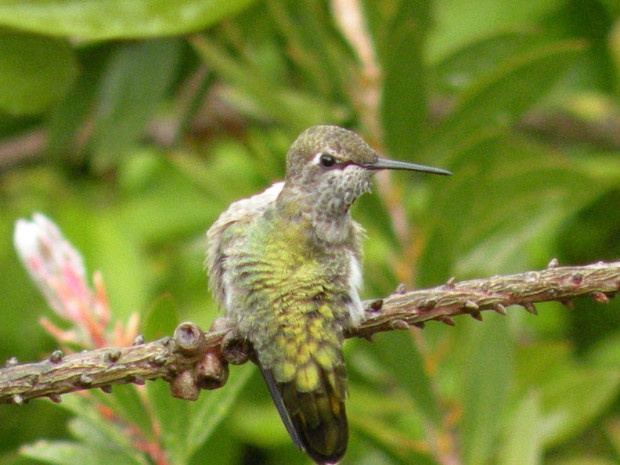 Close-up of an Anna's hummingbird (Photo by Craig Newmark)