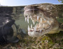 Snorkeler with crocodile