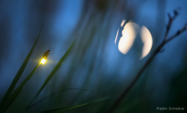 Firefly at night