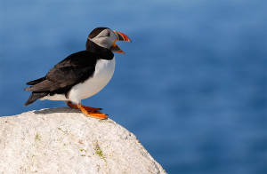 New findings reveal puffins may be on the front lines of climate change (flickr/Billtacular)