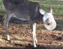 Deer Head in Container