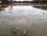 Dead vegetation in Lake Conway (flickr/Tar Sands Blockade)