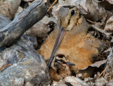 American woodcock