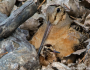 American woodcock