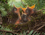 Bicknell's thrush nestlings