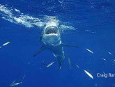 great white shark, national wildlife photo contest