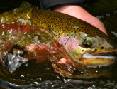 Warmer water and erosion from wildfires are threatening fisheries in the Rockies. Photo by Lew Carpenter