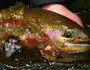 Warmer water and erosion from wildfires are threatening fisheries in the Rockies. Photo by Lew Carpenter