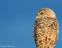 BurrowingOwl_CindyBryant-Flickr