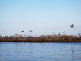 Birds flying over Cat Island. Photo by Sara