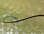 Damselfly in the rain