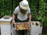 David examines the bees from his hive
