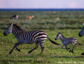 Zebra herd