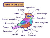 Parts of the Bird