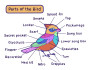 Parts of the Bird
