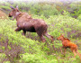 moose and young by mamanat