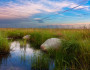 prairie pothole
