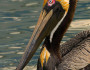 Emaciated pelicans began dying in the lagoon starting in February. Andrea Westmoreland/Flickr.