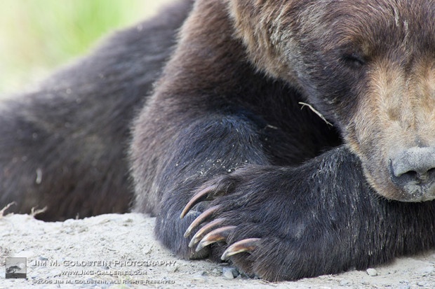 Sleeping Grizzly Bear