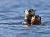 Alert Sea Otter and Pup