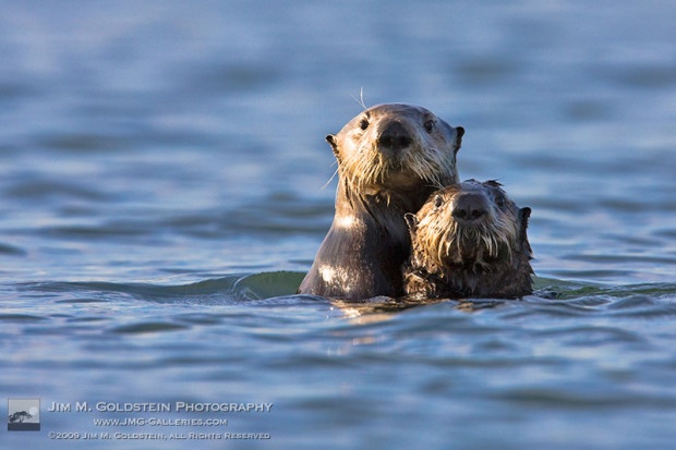 Alert Sea Otter and Pup