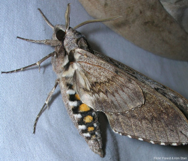 Endangered Blackburn's Sphinx moth