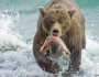 Brown bear catching salmon