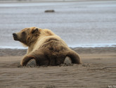 Brown bear