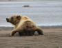Brown bear