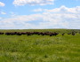 Bison start moving off to graze. Photo copyright Alexis Bonogofsky