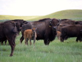 Bison on Fort Peck Reservation. Photo Copyright Alexis Bonogofsky