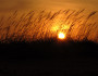 Sunset over coastal grasses. Photo by Cas Galiszewski, National Wildlife Photo Contest entrant.