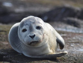 Gray seal (US Fish & Wildlife Service/Flickr)
