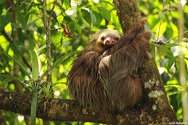 Two-toed sloth in tree