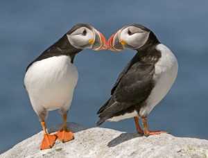Recent science finds puffins threatened by climate change. Photo by Ronald Schaefer.