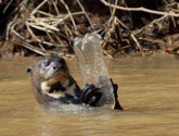Otter Swimming with Plastic Bottle