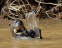 Otter Swimming with Plastic Bottle