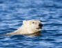 A polar bear swimming for survival. y National Wildlife Photo Contest entrant Richard Seeley.
