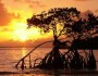 SunriseonMangrove_MonicaR-Flickr_219x219