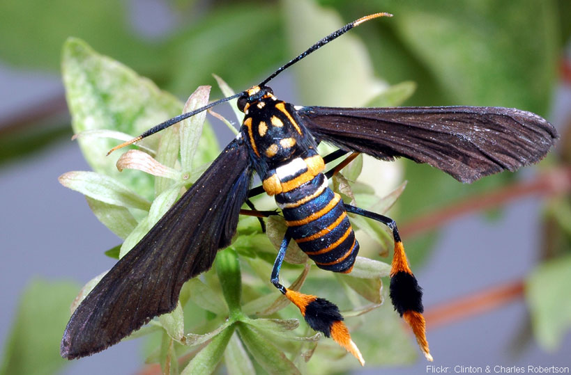 7 Moths that Make Butterflies Look Boring