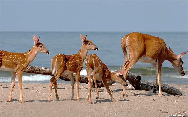 White-tailed deer fawns and doe